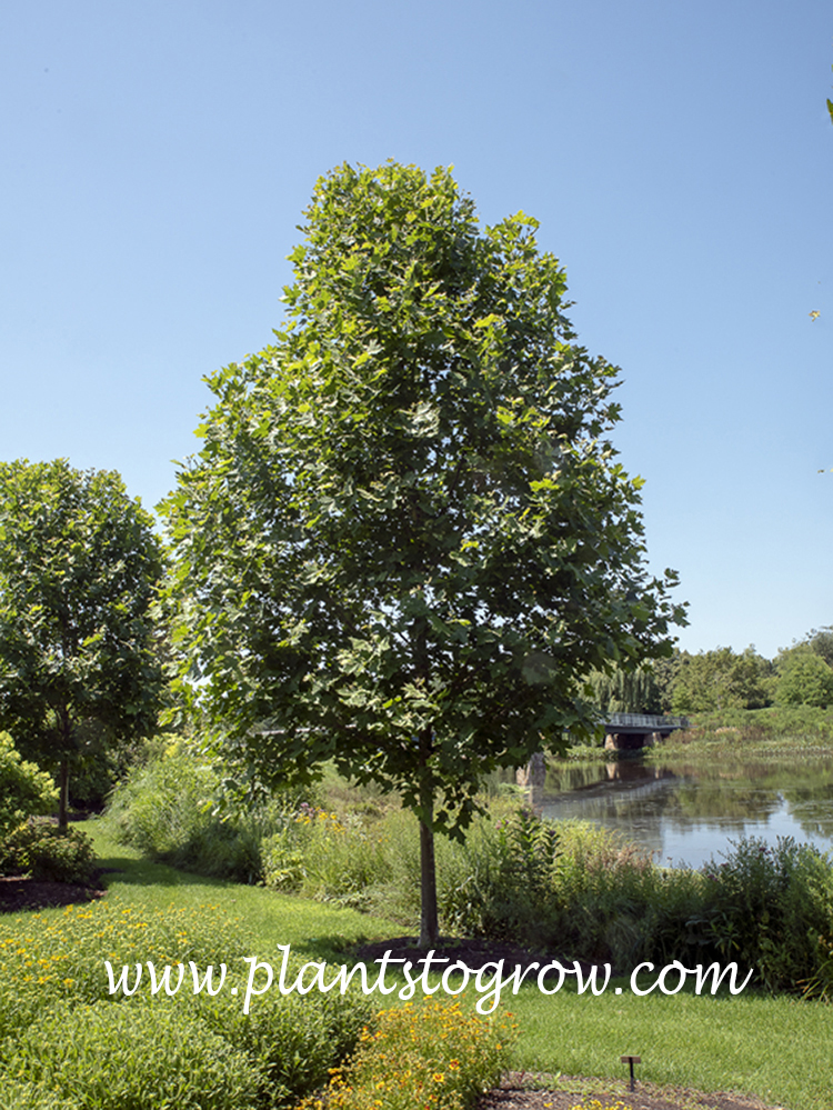 Exclamation London Plane Tree (Plantanus acerifolia)